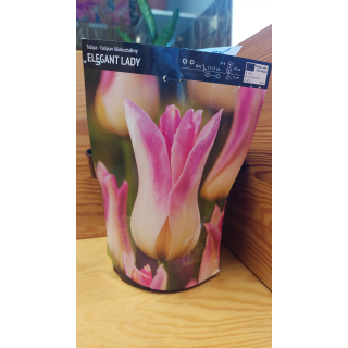 TULIPAN ELEGANT LADY 1 SZT.