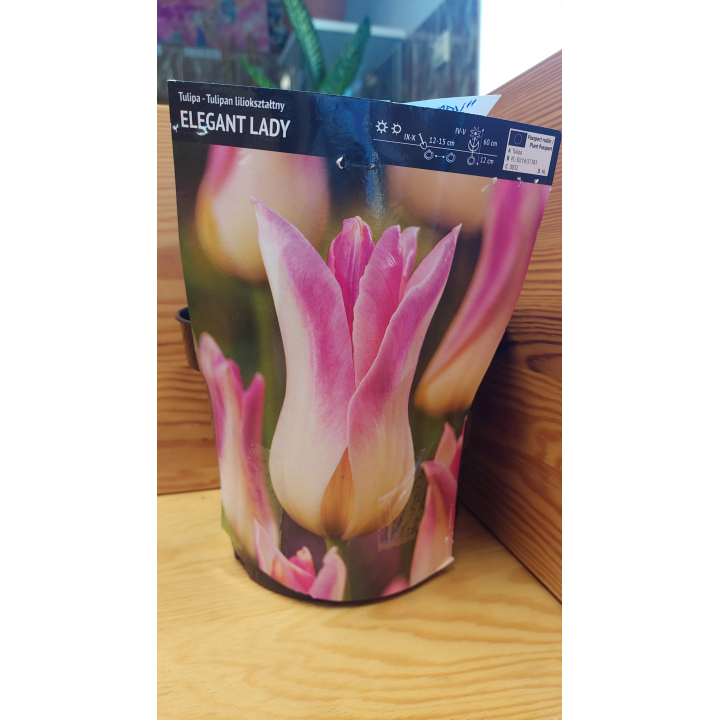 TULIPAN ELEGANT LADY 1 SZT.