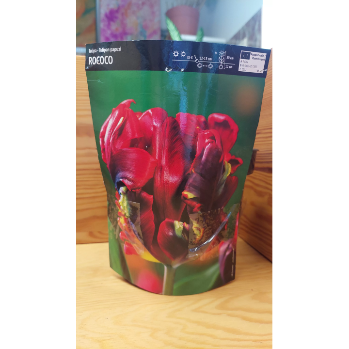 TULIPAN ROCOCO 1 SZT.