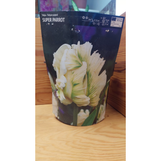 TULIPAN SUPER PARROT 11/12 1 szt.