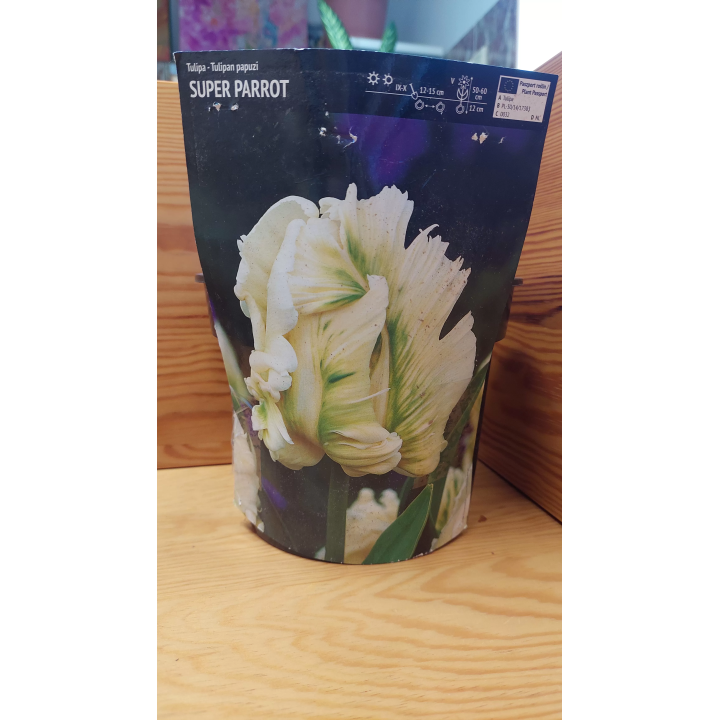 TULIPAN SUPER PARROT 11/12 1 szt.