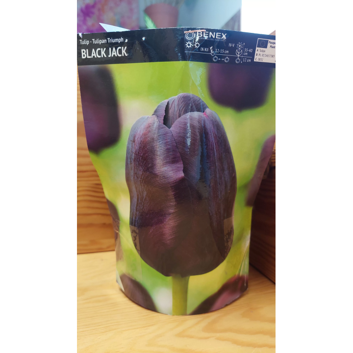 TULIPAN BLACK JACK 11/12 1 SZT.