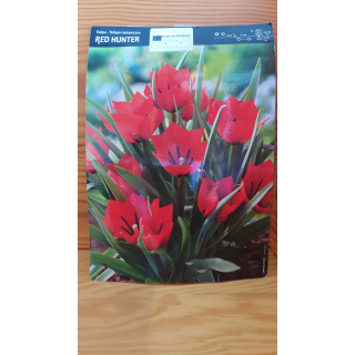 Tulipan Red Hunter 6/+ 1 szt.