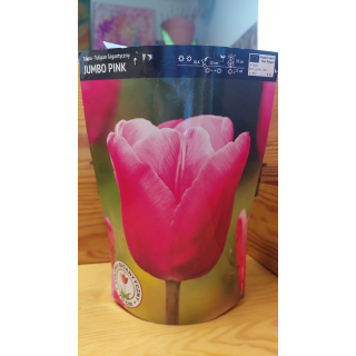 TULIPAN JUMBO PINK 11/12 1 SZT.