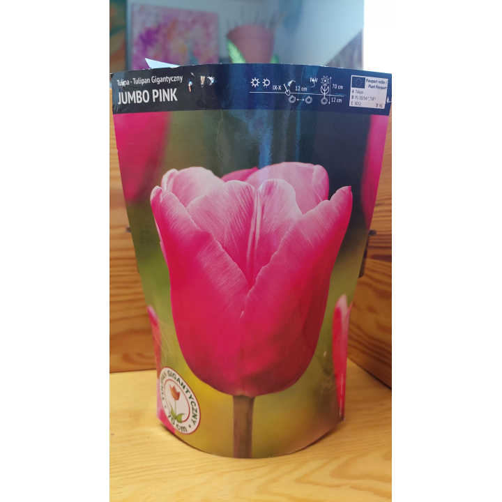TULIPAN JUMBO PINK 11/12 1 SZT.