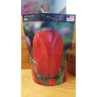 Tulipan Triumph Red 12/+ 1 szt.
