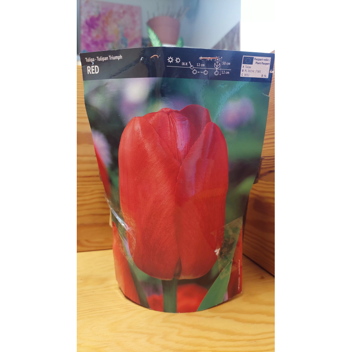 Tulipan Triumph Red 12/+ 1 szt.
