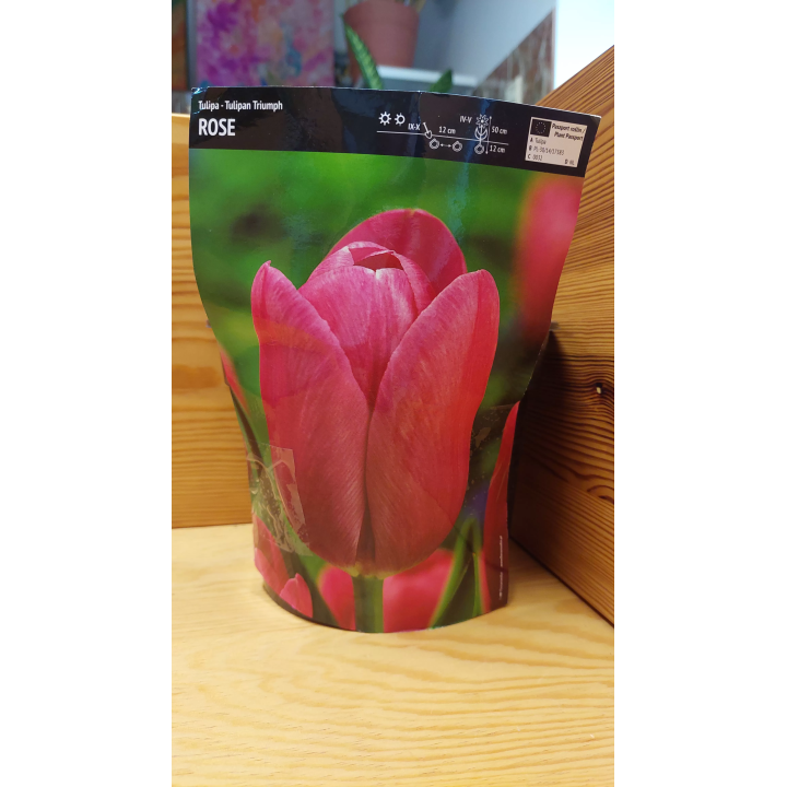 Tulipan Triumph Rose 12/+ 1 szt.