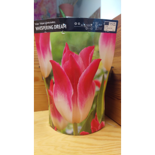 TULIPAN WHISPERING DREAM 11/12 1 szt.