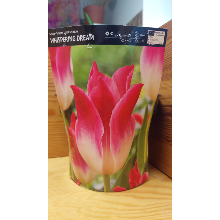 TULIPAN WHISPERING DREAM 11/12 1 szt.