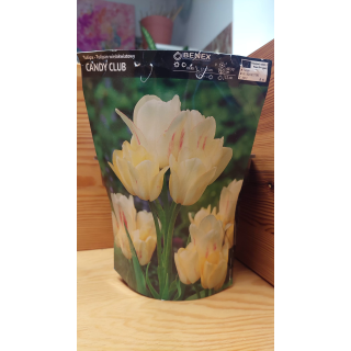 TULIPAN CANDY CLUB 1 szt.