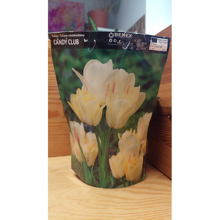TULIPAN CANDY CLUB 1 szt.