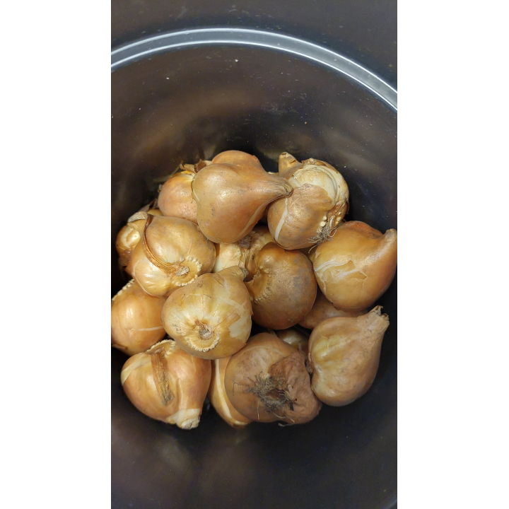 TULIPAN CANDY CLUB 1 szt.