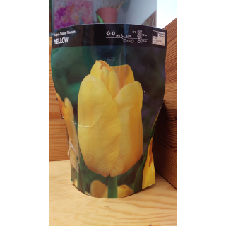Tulipan Triumph Yellow 12/+ 1 szt.