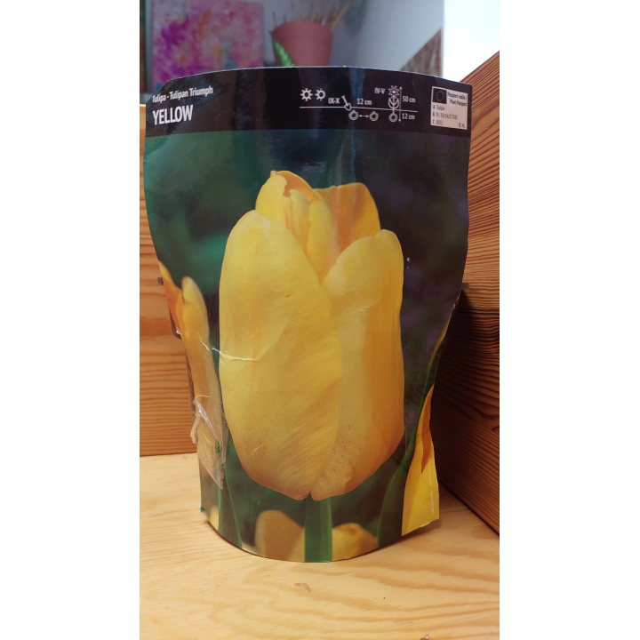 Tulipan Triumph Yellow 12/+ 1 szt.