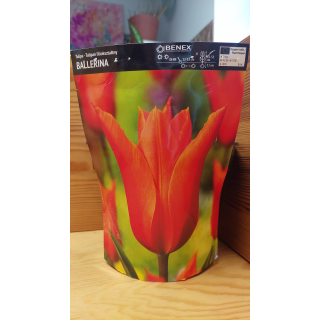 TULIPAN BALLERINA 11/12 1 szt.