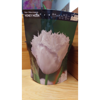 Tulipan Honey Moon 11/12 1 szt.