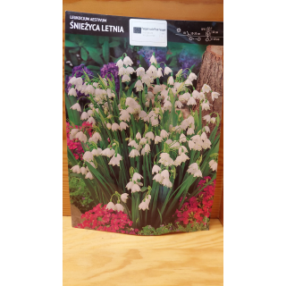 Leucojum Aestivum - Śnieżyca Letnia 12/14 1 szt.