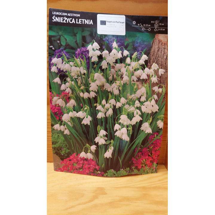 Leucojum Aestivum - Śnieżyca Letnia 12/14 1 szt.