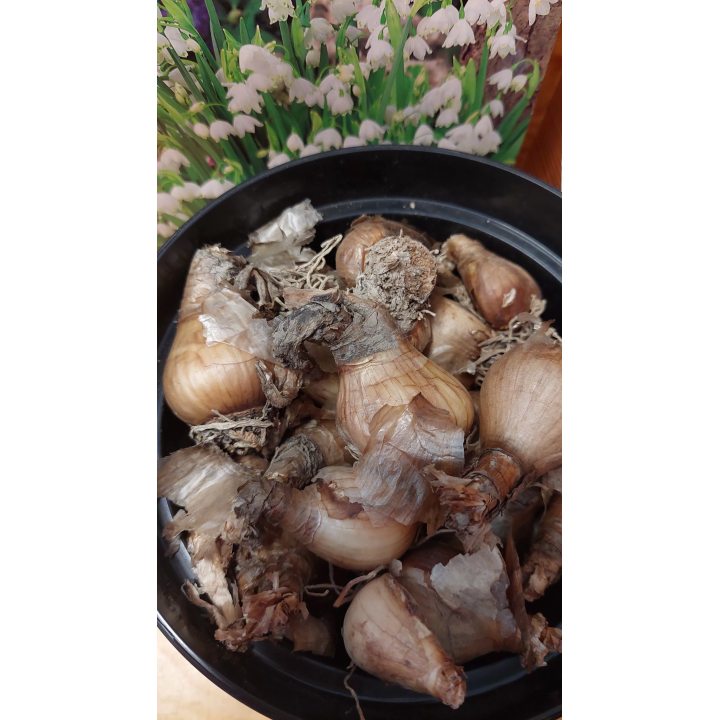 Leucojum Aestivum - Śnieżyca Letnia 12/14 1 szt.