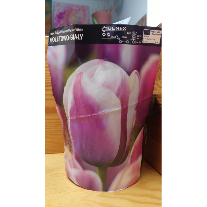 Tulipan Purple - White 12/+ 1 szt.