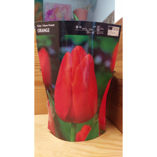 Tulipan Triumph Orange 12/+ 1 szt.