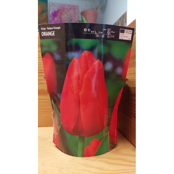 Tulipan Triumph Orange 12/+ 1 szt.
