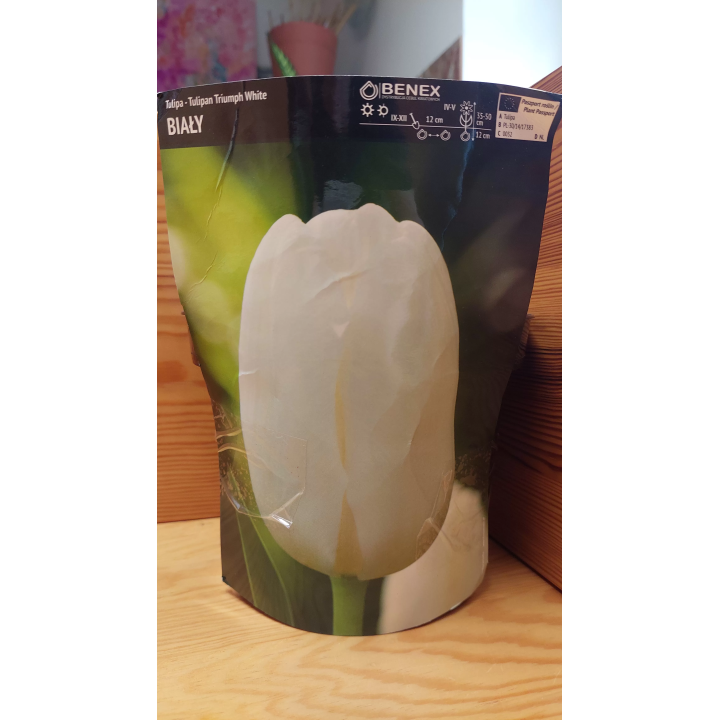 TULIPAN WHITE 12/+ 1 SZT.