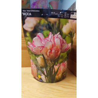 TULIPAN BELICIA 1 szt.