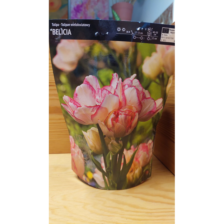 TULIPAN BELICIA 1 szt.