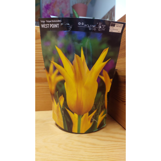 Tulipan West Point 11/12 1 szt.