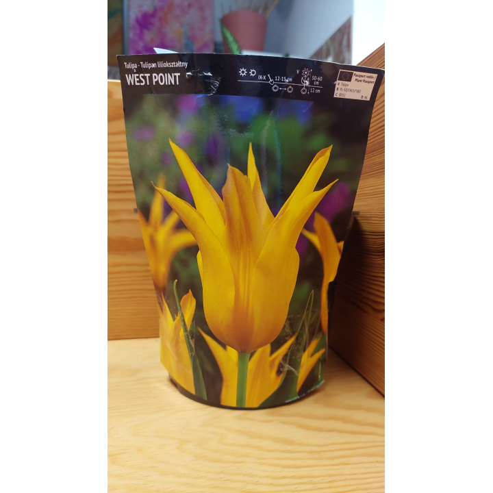 Tulipan West Point 11/12 1 szt.