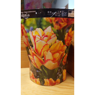 TULIPAN AQUILLA 1 szt.