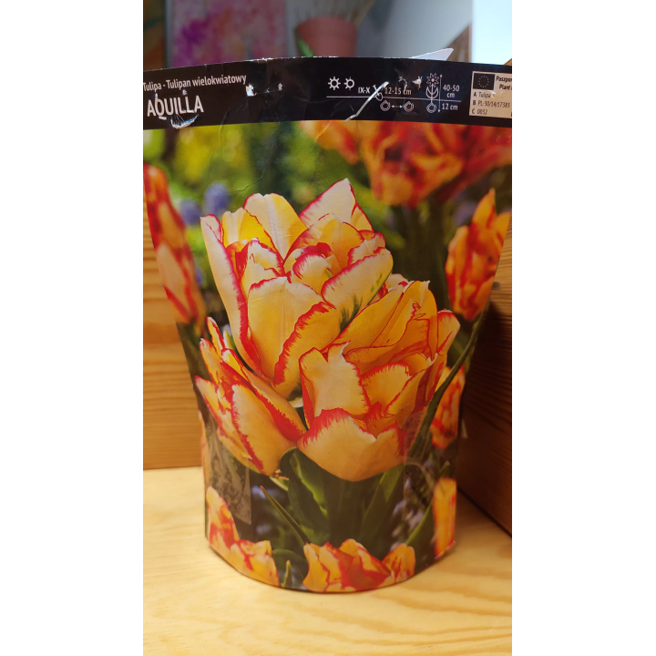 TULIPAN AQUILLA 1 szt.