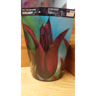 TULIPAN BURGUNDY 11/12 1 szt.