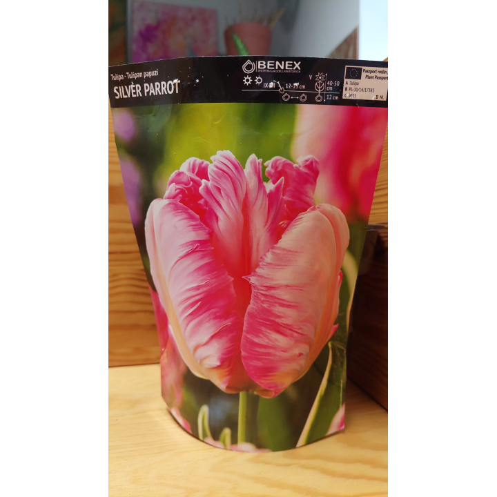 Tulipan Silver Parrot 11/12 1 szt.