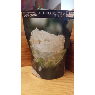 TULIPAN SNOW CRYSTAL 11/12 1 szt.