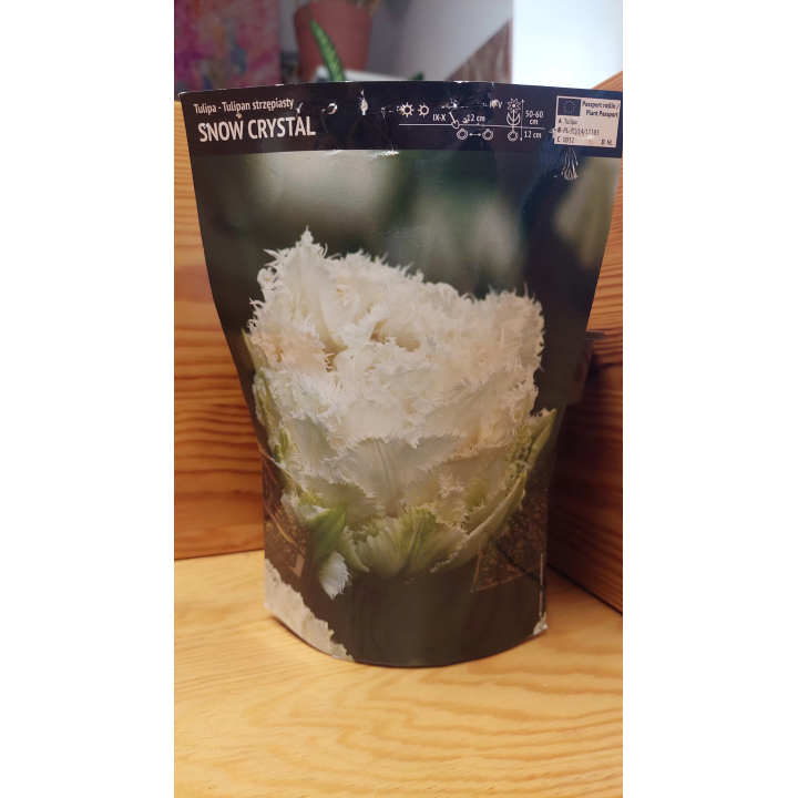 TULIPAN SNOW CRYSTAL 11/12 1 szt.