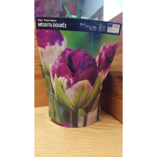 TULIPAN NEGRITA DOUBLE 11/12 1 szt.