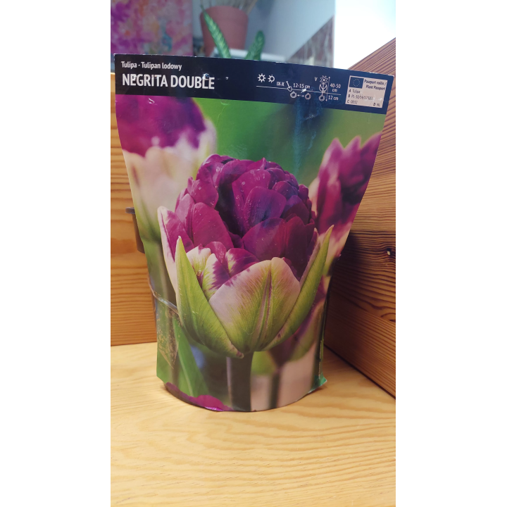TULIPAN NEGRITA DOUBLE 11/12 1 szt.