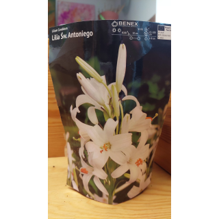 Lilium LILIA ŚW. ANTONIEGO 16/18 1 szt.