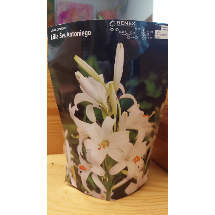 Lilium LILIA ŚW. ANTONIEGO 16/18 1 szt.
