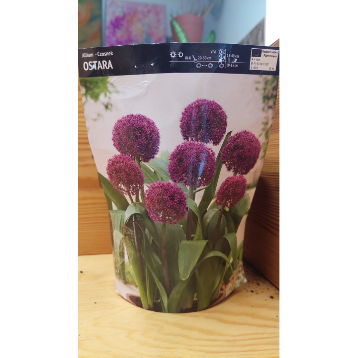 ALLIUM CZOSNEK OSTARA 12/14 1 szt.