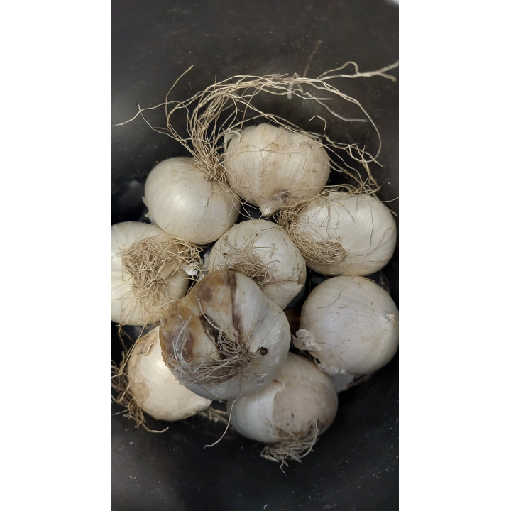 ALLIUM CZOSNEK OSTARA 12/14 1 szt.