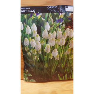 Szafirek White Magic 7/8 1 szt.