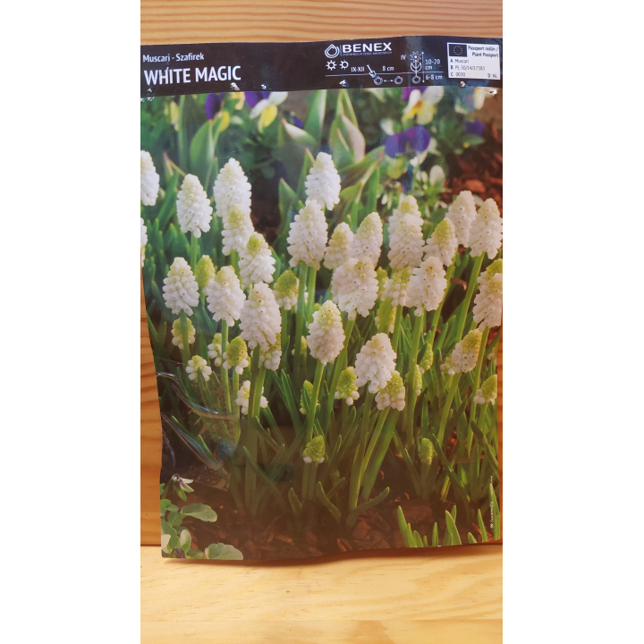 Szafirek White Magic 7/8 1 szt.