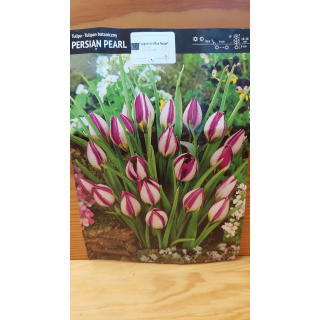 TULIPAN PERSIAN PEARL 6/+ 1 SZT.