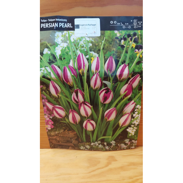 TULIPAN PERSIAN PEARL 6/+ 1 SZT.