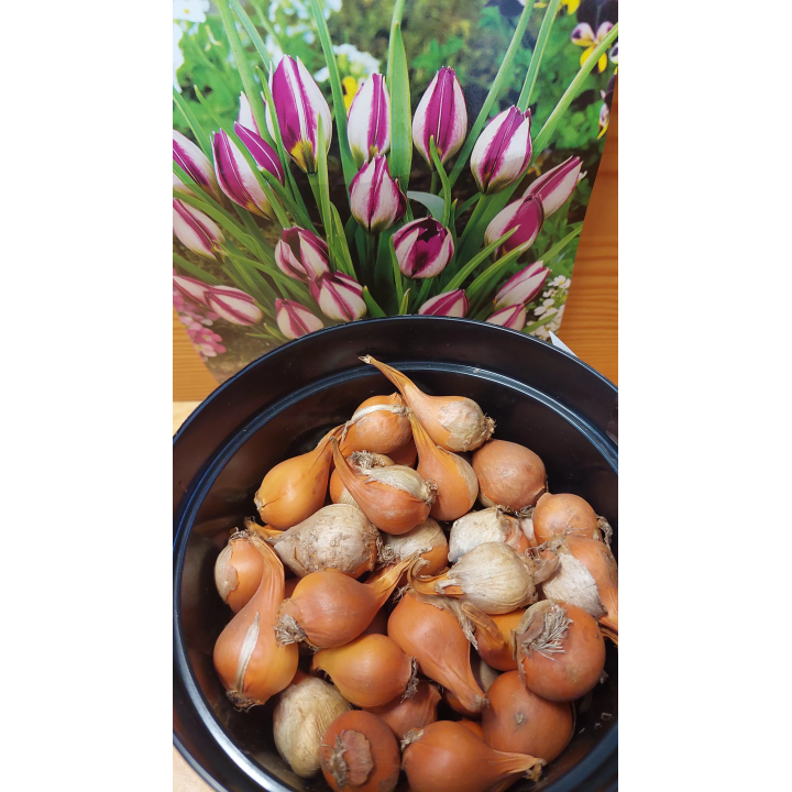 TULIPAN PERSIAN PEARL 6/+ 1 SZT.