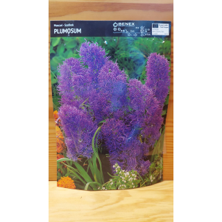 SZAFIREK PLUMOSUM 1 SZT.